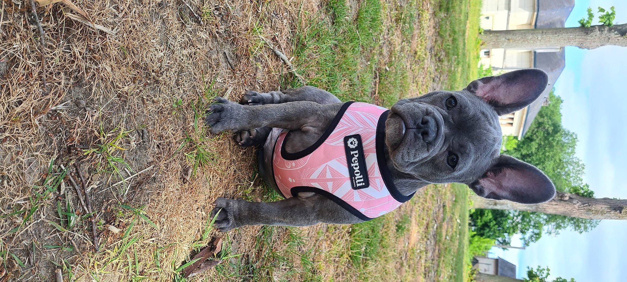 Thelia participe au concours pour gagner de l'argent avec cette photo : adventure, canidae, carnivore, collar, companion_dog, dog, dog_breed, dog_collar, fawn, grass, lawn_ornament, pet_supply, plant, sculpture, snout, sporting_group, statue, tree, trunk, working_animal