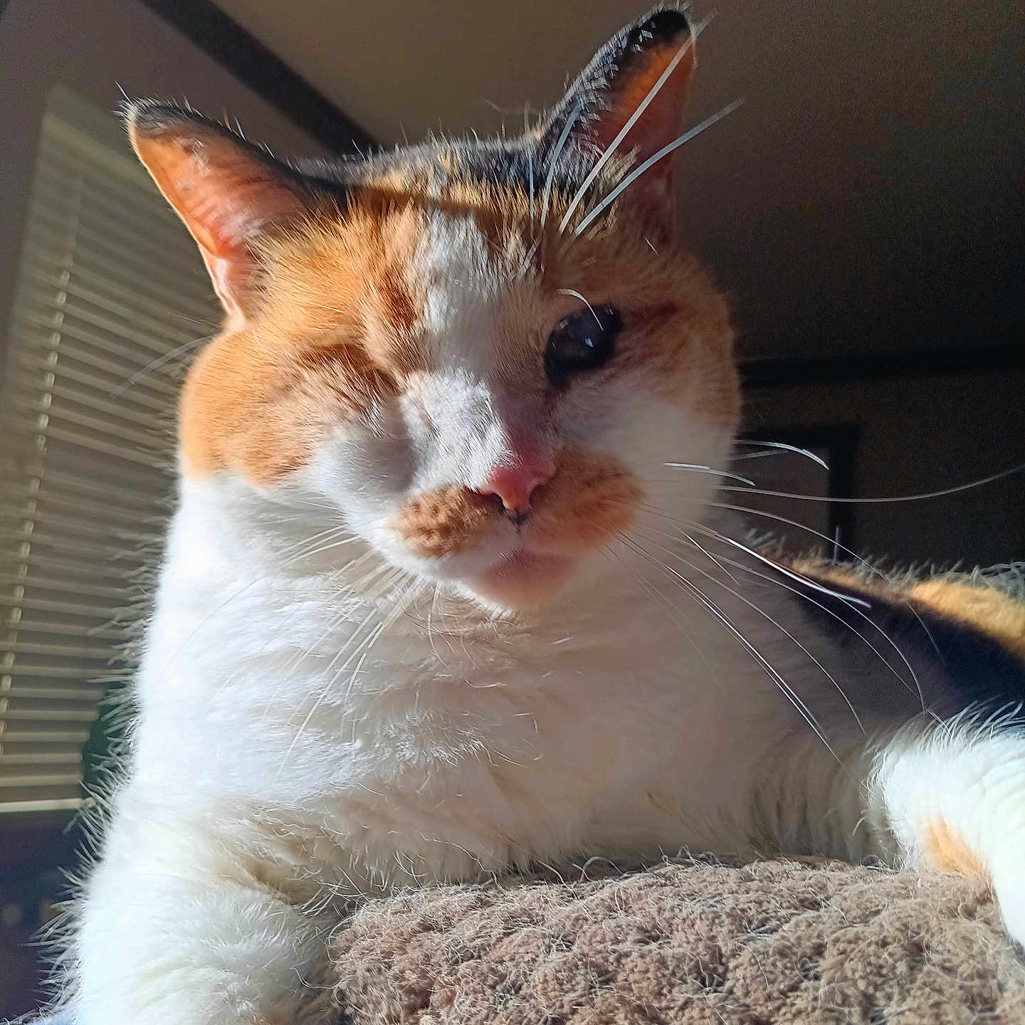 Liza joined the competition — help win amazing prizes! animal, cat, close_up, cozy, cute, domestic, feline, fur, indoor, one-eyed, orange_and_white, pet, portrait, relaxed, resting, sunlight, texture, warm_light, whiskers, window_blinds