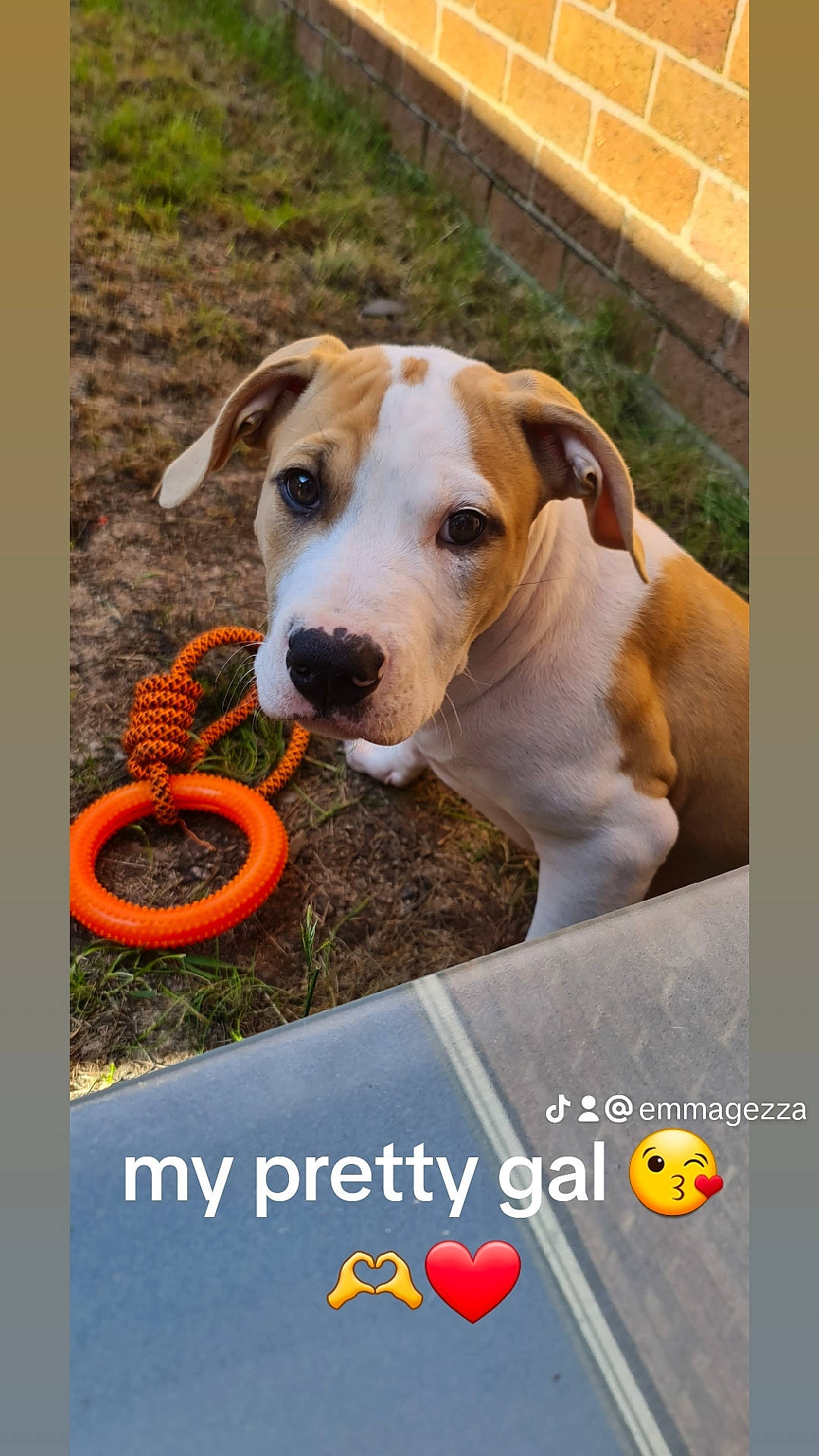 Maddie is registered to the contest to win money with this photo: canidae, carnivore, collar, companion_dog, dog, dog_breed, dog_collar, dog_supply, fawn, font, paw, pet_supply, photo_caption, plant, snout, soil, sporting_group, terrestrial_animal, water, working_animal