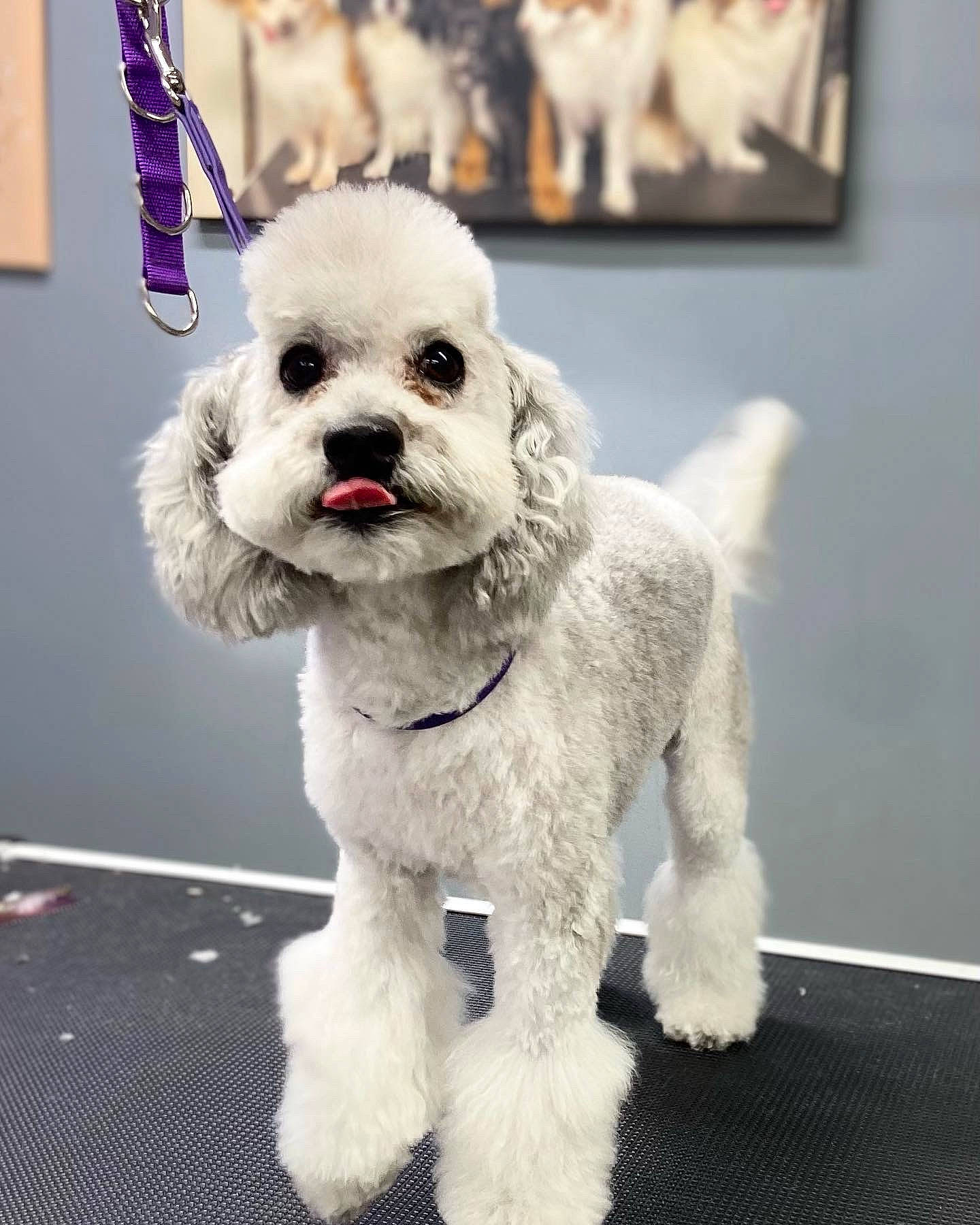 Bruno is registered to the contest to win money with this photo: bichon, canidae, collar, companion_dog, dog, dog_breed, dog_clothes, dog_collar, dog_supply, fur, maltepoo, pet_supply, poodle, puppy, sporting_group, tail, terrier, toy_dog, white, working_animal