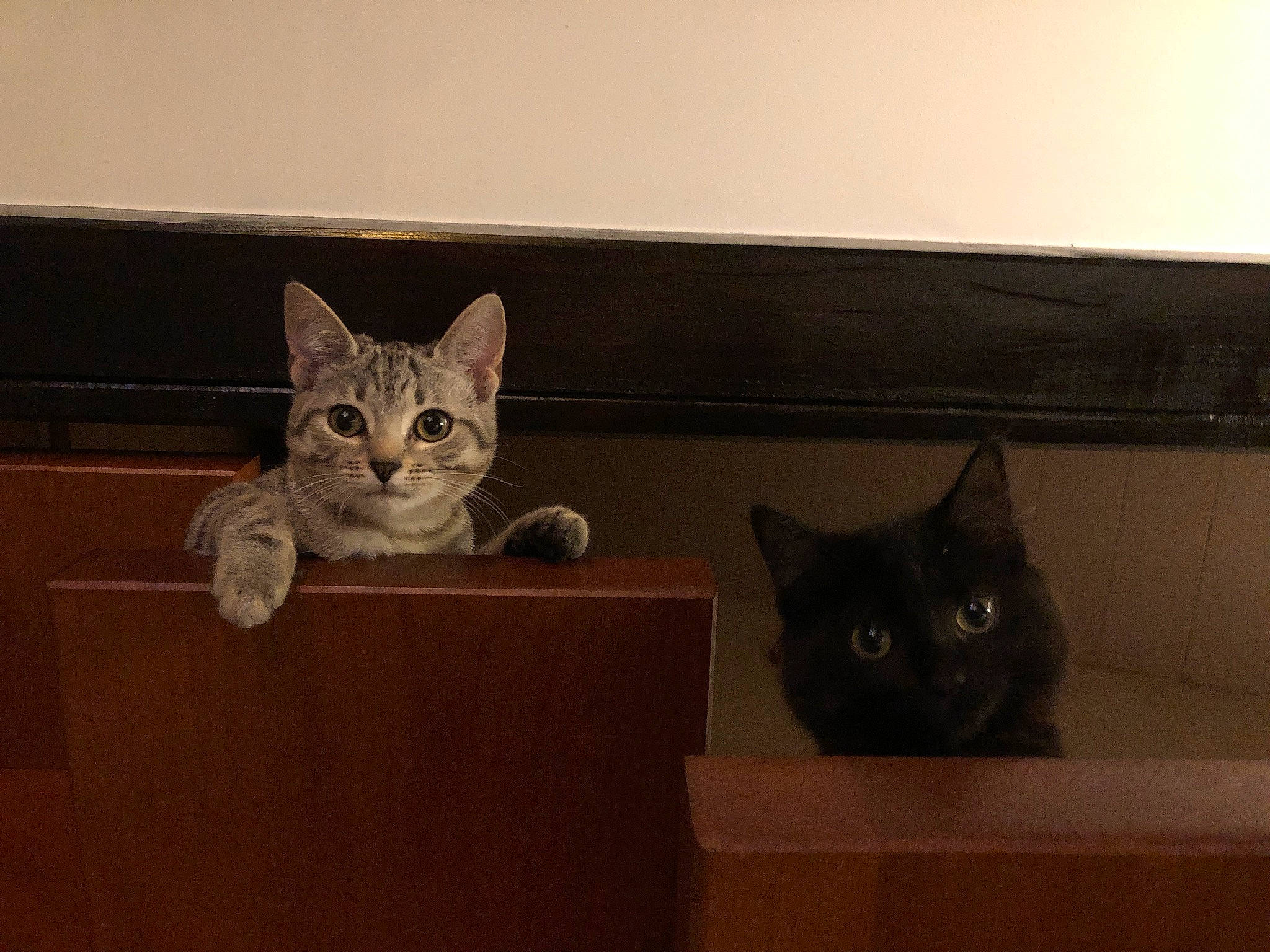 Balthazar a rejoint le concours — aidez-le/la à gagner de superbes lots ! art, box, carnivore, cat, cat_supply, cat_toy, domestic_short_haired_cat, felidae, fur, grey, hardwood, mammal, room, small_to_medium_sized_cats, snout, tail, vertebrate, whiskers, window, wood