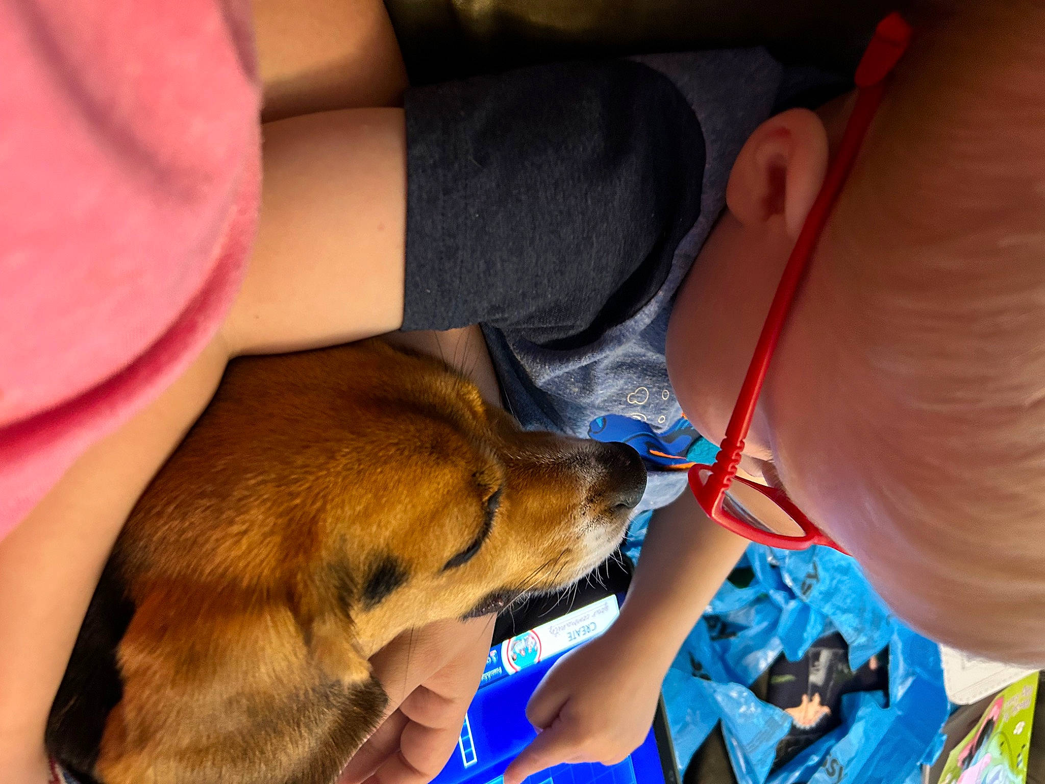 Bells joined the competition — help win amazing prizes! carnivore, child, collar, comfort, companion_dog, dog, dog_breed, ear, elbow, electric_blue, finger, fur, human_leg, knee, medical_procedure, nail, sunglasses, veterinarian, whiskers, wrist