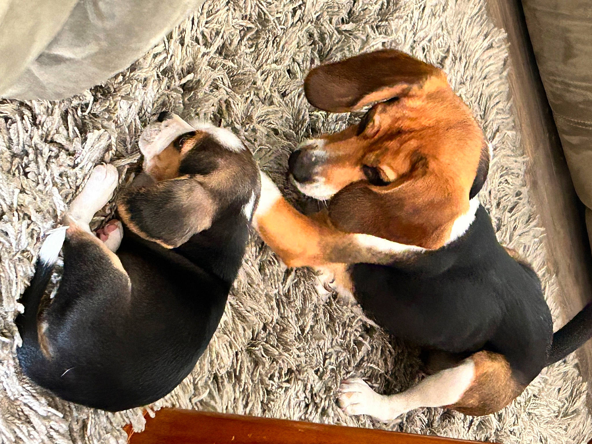 Bells is registered to the contest to win money with this photo: canidae, carnivore, comfort, companion_dog, dog, dog_bed, dog_breed, fawn, fur, hound, nap, paw, pet_supply, scent_hound, snout, sporting_group, street_dog, terrestrial_animal, wood