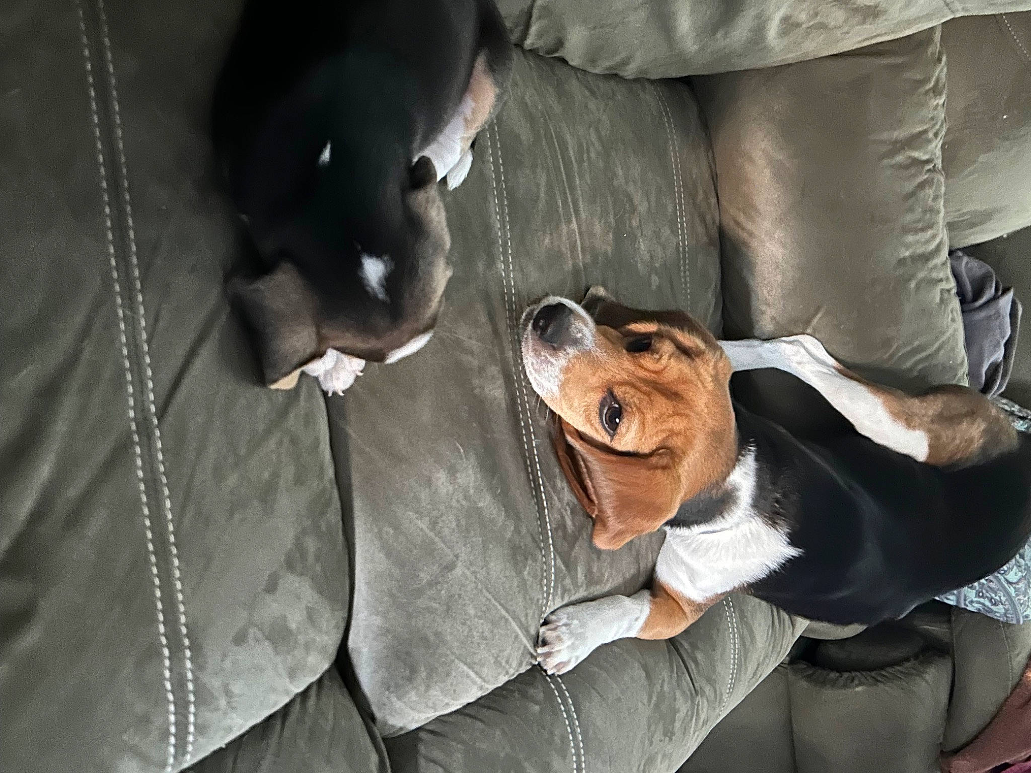 Bells joined the competition — help win amazing prizes! canidae, carnivore, collar, comfort, companion_dog, dog, dog_breed, eyewear, formal_wear, fur, gesture, guard_dog, sitting, smile, snout, sporting_group, working_animal, working_dog