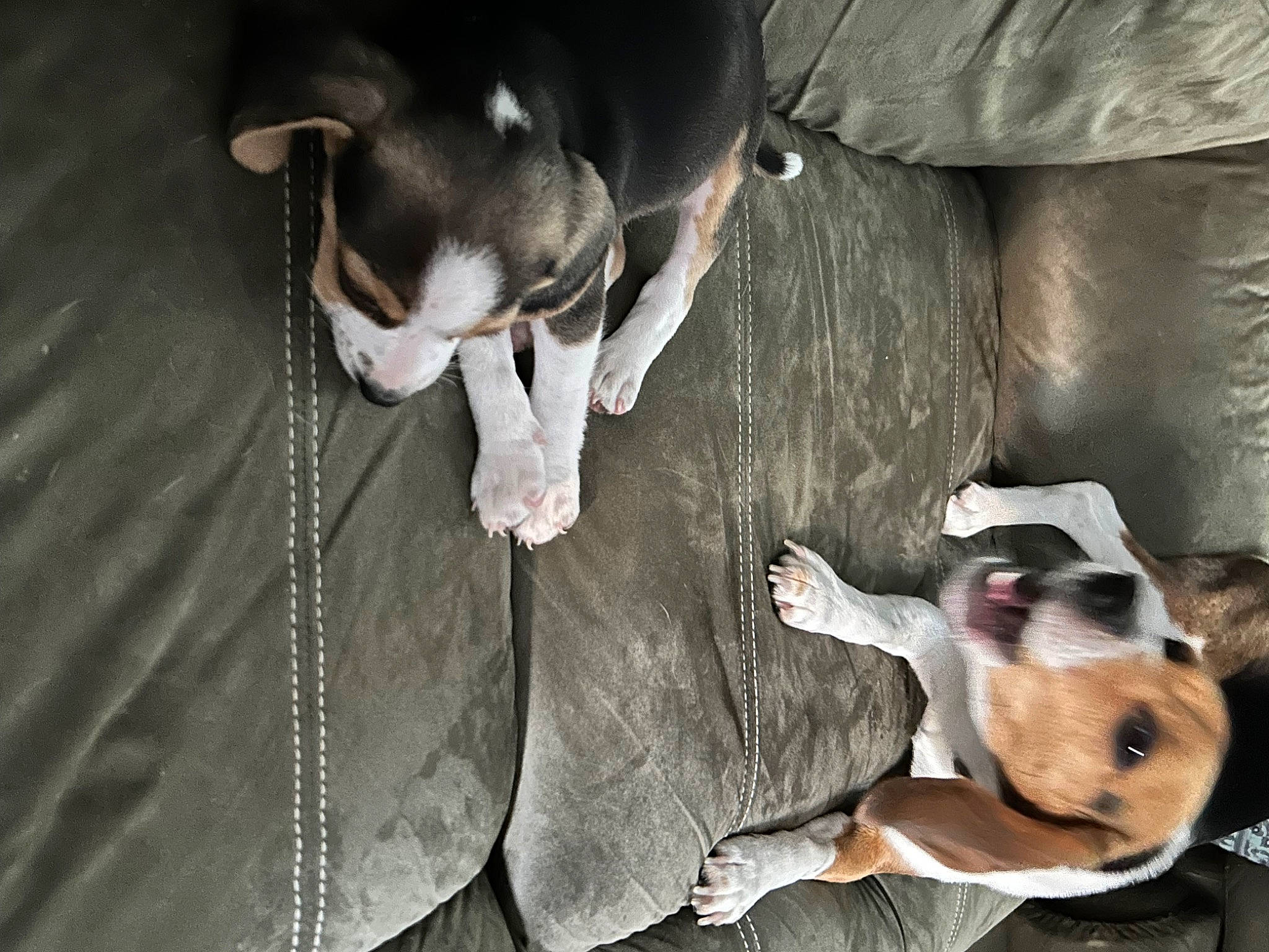 Mika joined the competition — help win amazing prizes! canidae, carnivore, comfort, companion_dog, dog, dog_breed, ear, fawn, non_sporting_group, paw, scent_hound, snout, sporting_group, tail, terrestrial_animal, whiskers, working_animal