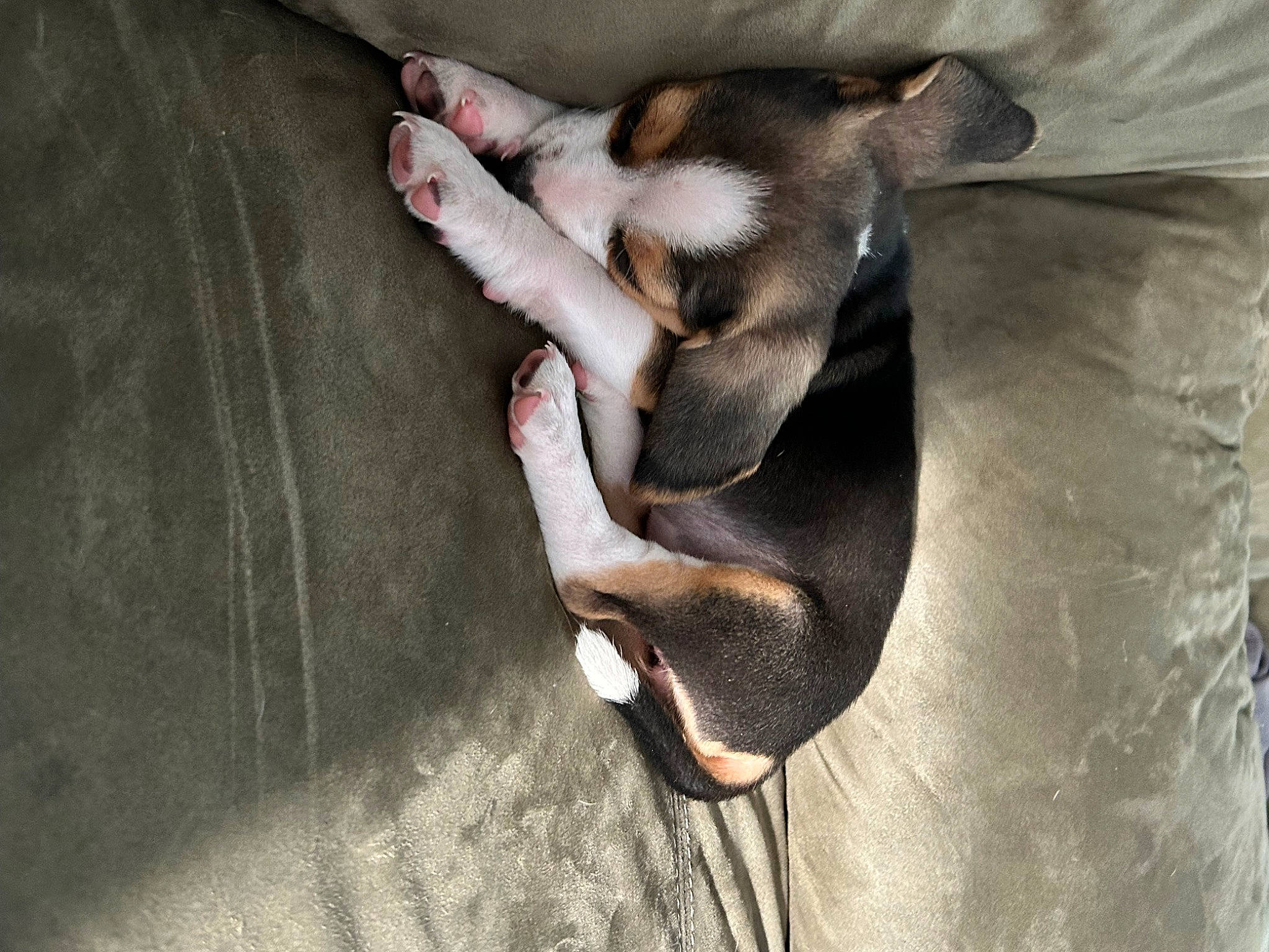 Mika is registered to the contest to win money with this photo: canidae, carnivore, comfort, companion_dog, dog, dog_breed, fawn, fur, nap, non_sporting_group, paw, puppy, sporting_group, terrestrial_animal, toy_dog, whiskers, working_animal