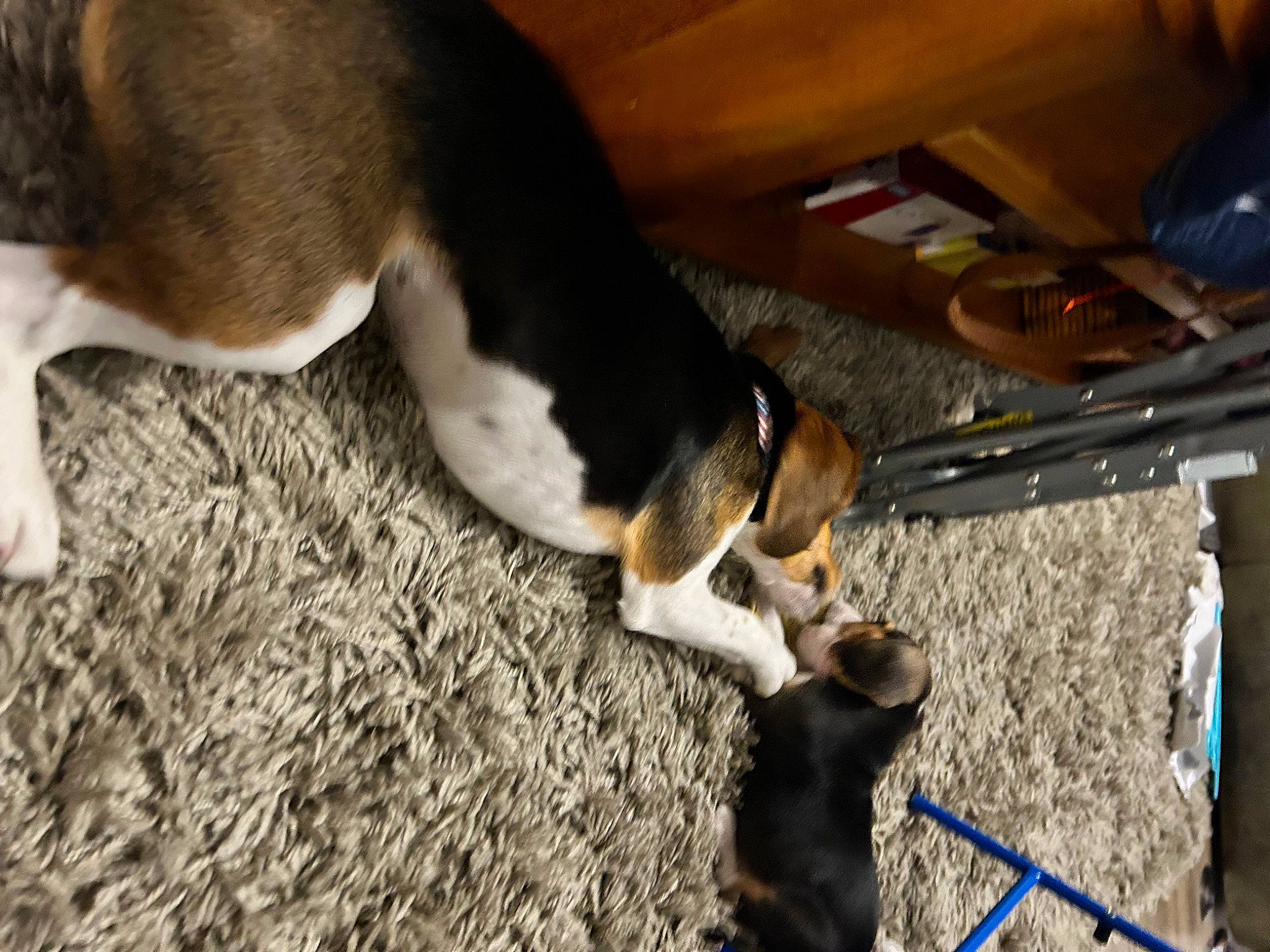 Mika is registered to the contest to win money with this photo: canidae, carnivore, companion_dog, dog, dog_breed, fur, pet_supply, scent_hound, snout, sporting_group, tail, terrestrial_animal, wood, working_animal, working_dog