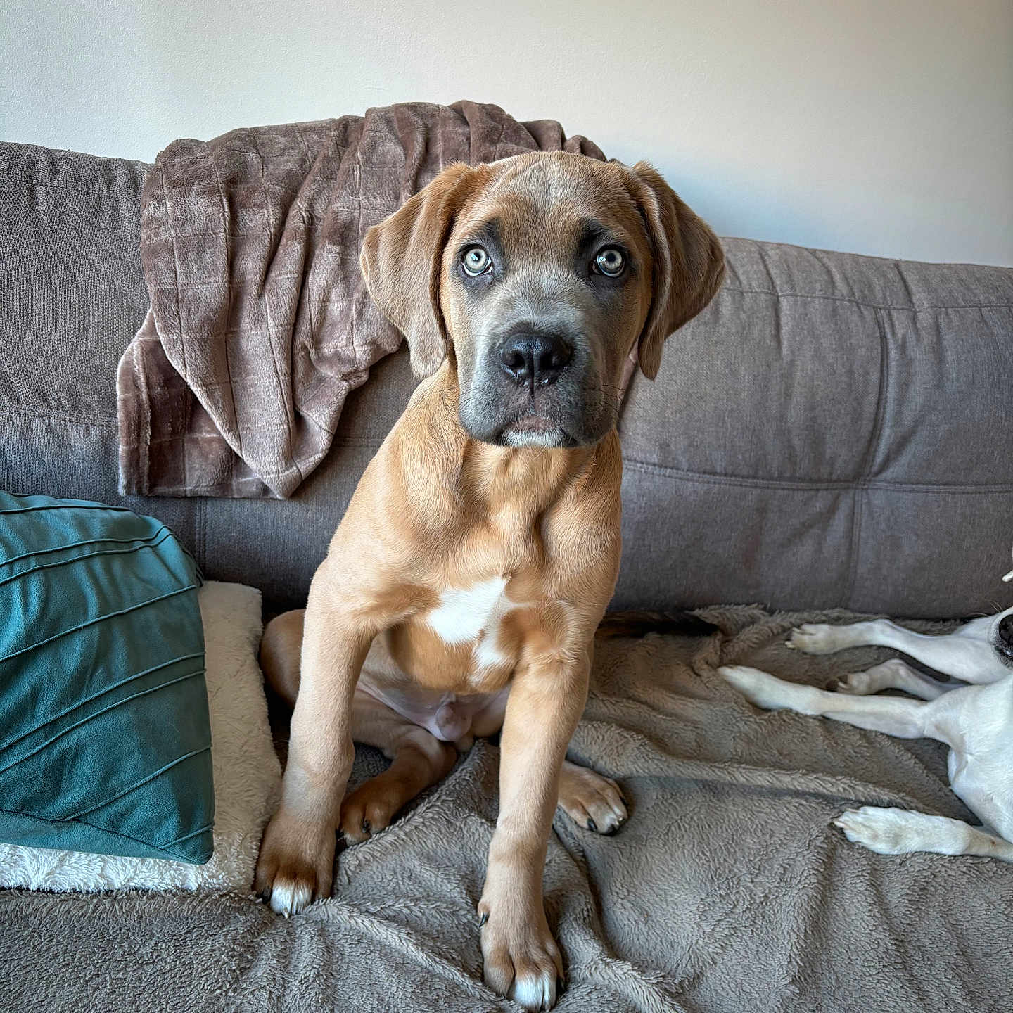 Vasco participe au concours pour gagner de l'argent avec cette photo : animal, blanket, boxer, bulldog, canine, couch, cushion, dog, furniture, greatdane, homedecor, hound, indoors, interiordesign, labradorretriever, pet, pitbull, pointer, puppy, snout
