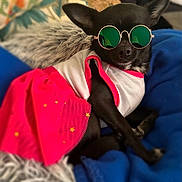 Leelee is registered to the contest to win money with this photo: dog, black_dog, sunglasses, clothing, pink_skirt, blanket, fur, pet, cute, small_dog, relaxed, indoor, fashion, accessory, resting, cozy, home, animal, portrait, cute_pet