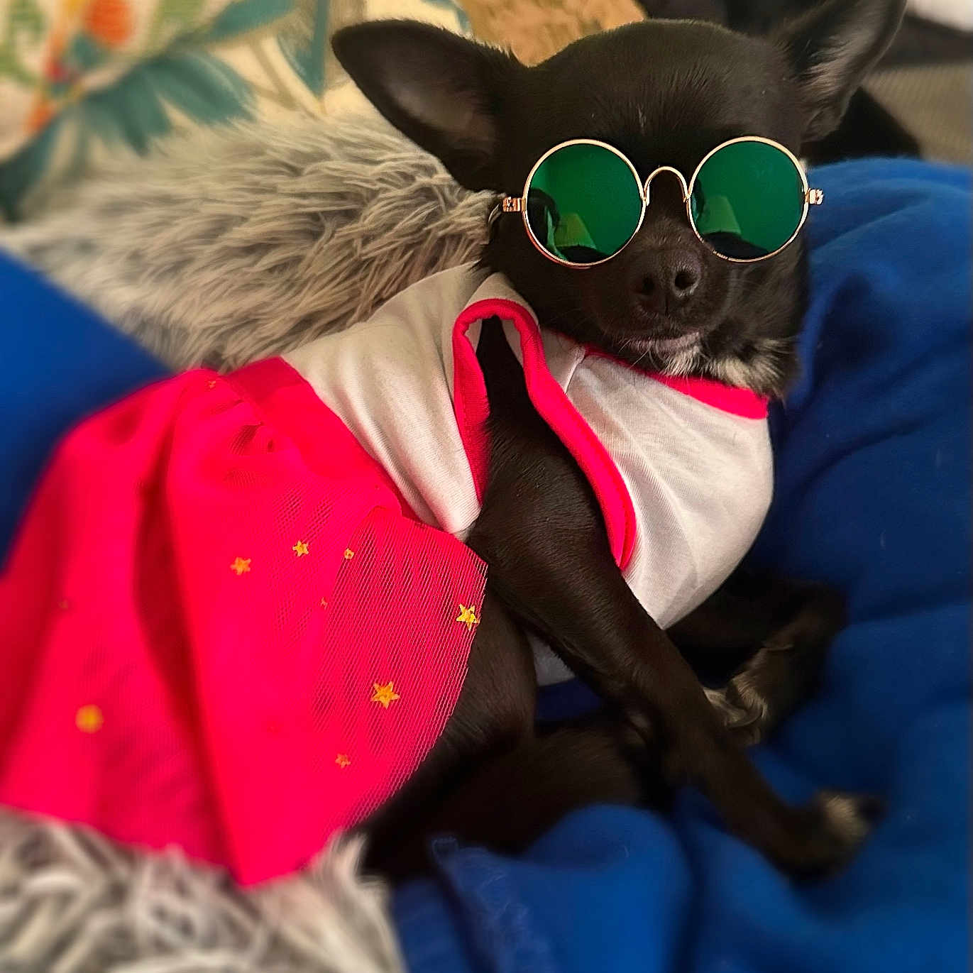Leelee is registered to the contest to win money with this photo: accessory, animal, black_dog, blanket, clothing, cozy, cute, cute_pet, dog, fashion, fur, home, indoor, pet, pink_skirt, portrait, relaxed, resting, small_dog, sunglasses