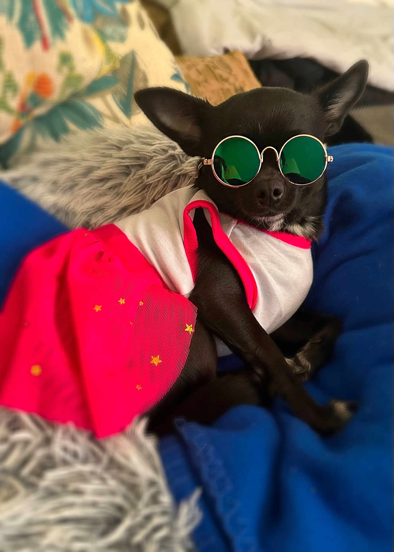Leelee is registered to the contest to win money with this photo: dog, black_dog, sunglasses, clothing, pink_skirt, blanket, fur, pet, cute, small_dog, relaxed, indoor, fashion, accessory, resting, cozy, home, animal, portrait, cute_pet