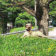 Murph joined the competition — help win amazing prizes! dog, grass, tree, outdoor, nature, sunlight, dandelion, roadside, greenery, canine, collar, relaxed, daytime, park, field, summer, animal, pets, leisure, scenery