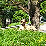 dog, grass, tree, outdoor, nature, sunlight, dandelion, roadside, greenery, canine, collar, relaxed, daytime, park, field, summer, animal, pets, leisure, scenery