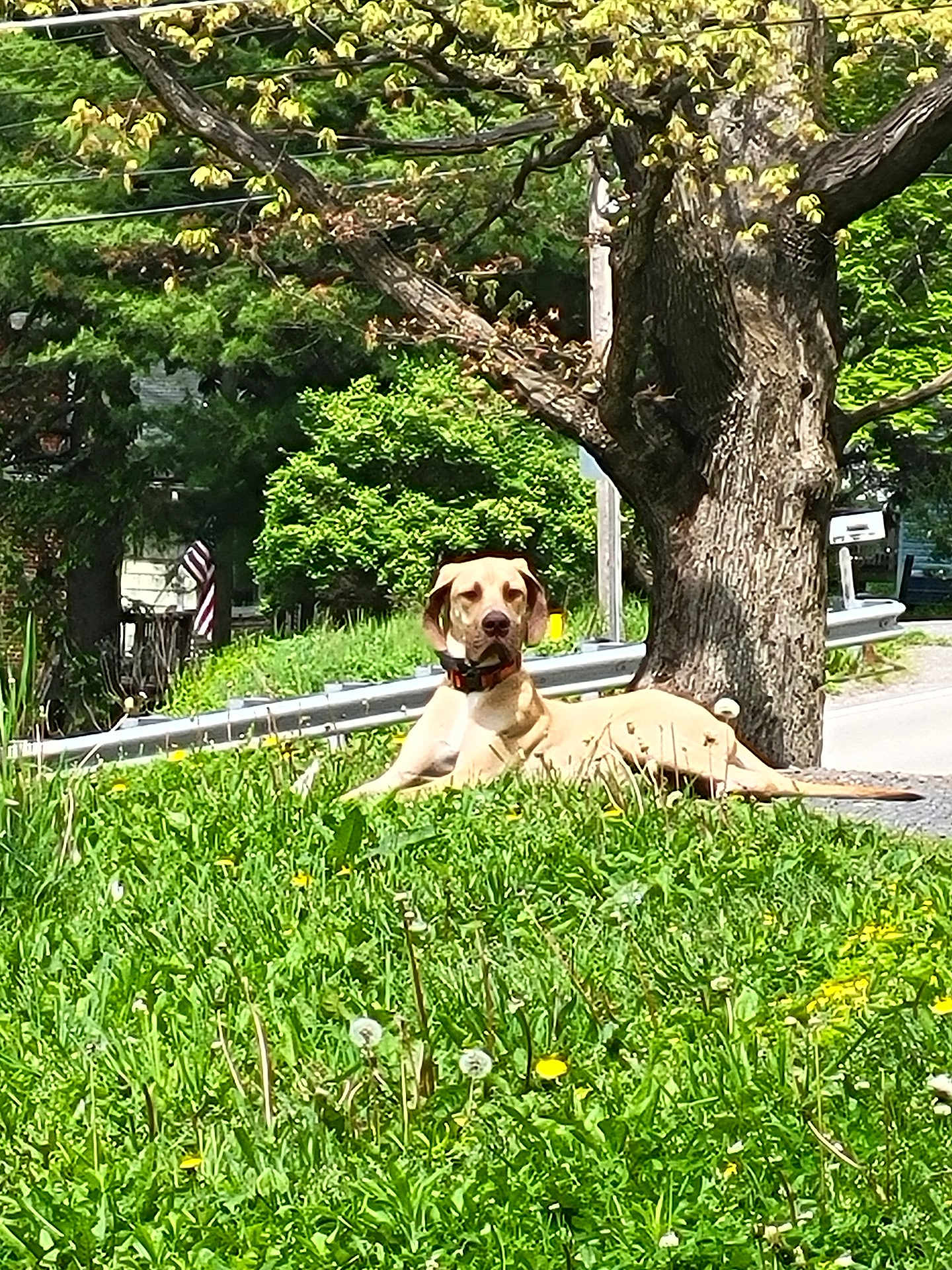 Murph