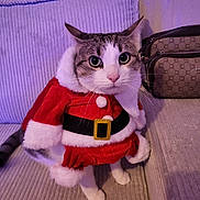 Angel participe au concours pour gagner de l'argent avec cette photo : cat, animal, pet, santa_outfit, costume, holiday, christmas, festive, indoor, couch, furniture, white, gray, striped, cute, eyes, whiskers, sitting, portrait, domestic