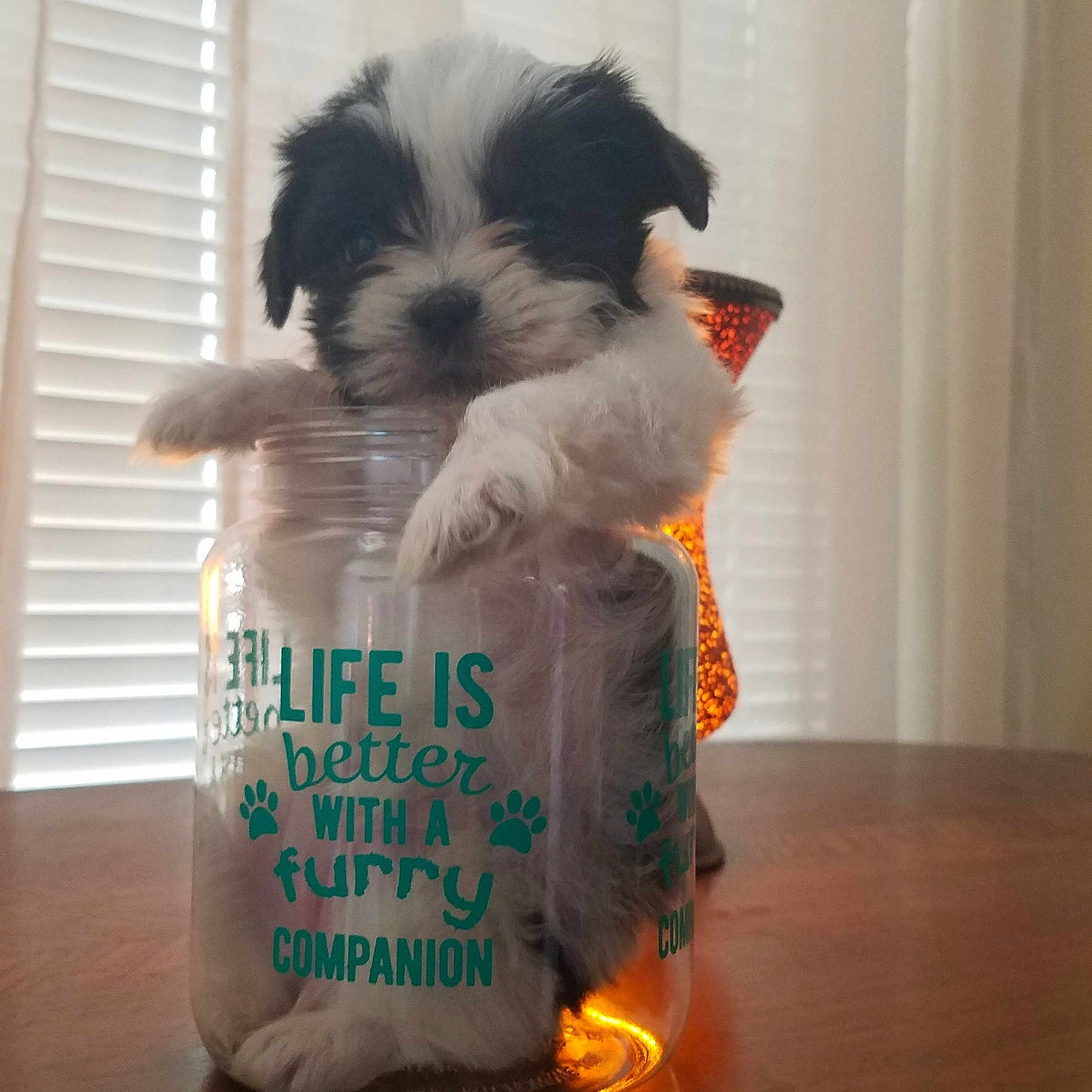 Bailey is registered to the contest to win money with this photo: canidae, carnivore, companion_dog, dog, dog_breed, dog_clothes, havanese, kyi_leo, morkie, non_sporting_group, puppy, puppy_love, rare_breed_dog, schnoodle, shih_tzu, sporting_group, tibetan_terrier, toy_dog