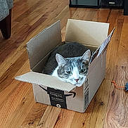 Rudy joined the competition — help win amazing prizes! animal, box, cardboard_box, cat, cozy, curious, cute, domestic, feline, flooring, green_eyes, home, indoor, pet, relaxed, resting, snug, tabby, whiskers, wooden_floor