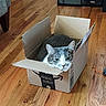 animal, box, cardboard_box, cat, cozy, curious, cute, domestic, feline, flooring, green_eyes, home, indoor, pet, relaxed, resting, snug, tabby, whiskers, wooden_floor