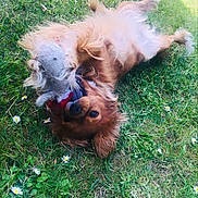 Vicky a rejoint le concours — aidez-le/la à gagner de superbes lots ! dog, puppy, small_dog, fluffy, long_hair, brown_fur, lying_down, rolling_over, grass, lawn, outdoors, garden, daisies, flowers, playful, upside_down, collar, red_accessory, pet, animal