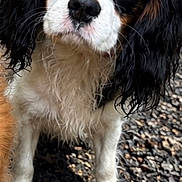 Bella participe au concours pour gagner de l'argent avec cette photo : dog, puppy, cavalier_king_charles_spaniel, tricolor, floppy_ears, long_hair, wet_fur, black_white_tan, brown_eyes, snout, nose, portrait, standing, outdoor, pebbles, gravel, close_up, animal, cute, photography