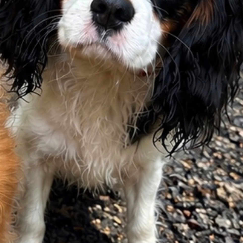 Bella
