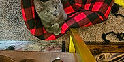 Daisy May joined the competition — help win amazing prizes! kitten, cat, gray_cat, pet, plaid_blanket, red_black, bed, carpet, cozy, paws, looking_up, wide_eyes, indoor, luggage, brass_clasp, toy, yarn, furniture, portrait, relaxing