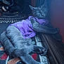 Daisy May is registered to the contest to win money with this photo: cat, sleeping_cat, gray_cat, indoor, carpet, shoes, sneakers, purple_shirt, pet, paws, whiskers, cozy, relaxed, portrait, close_up, textile, wooden_floor, rug, furniture, domestic