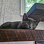 kitten, cat, gray_kitty, wooden_shelf, wood_grain, indoor, window, curtain, resting, sleepy, fur, whiskers, ears, eyes, pet, pet_portrait, cozy, furniture, closeup, domestic_animal