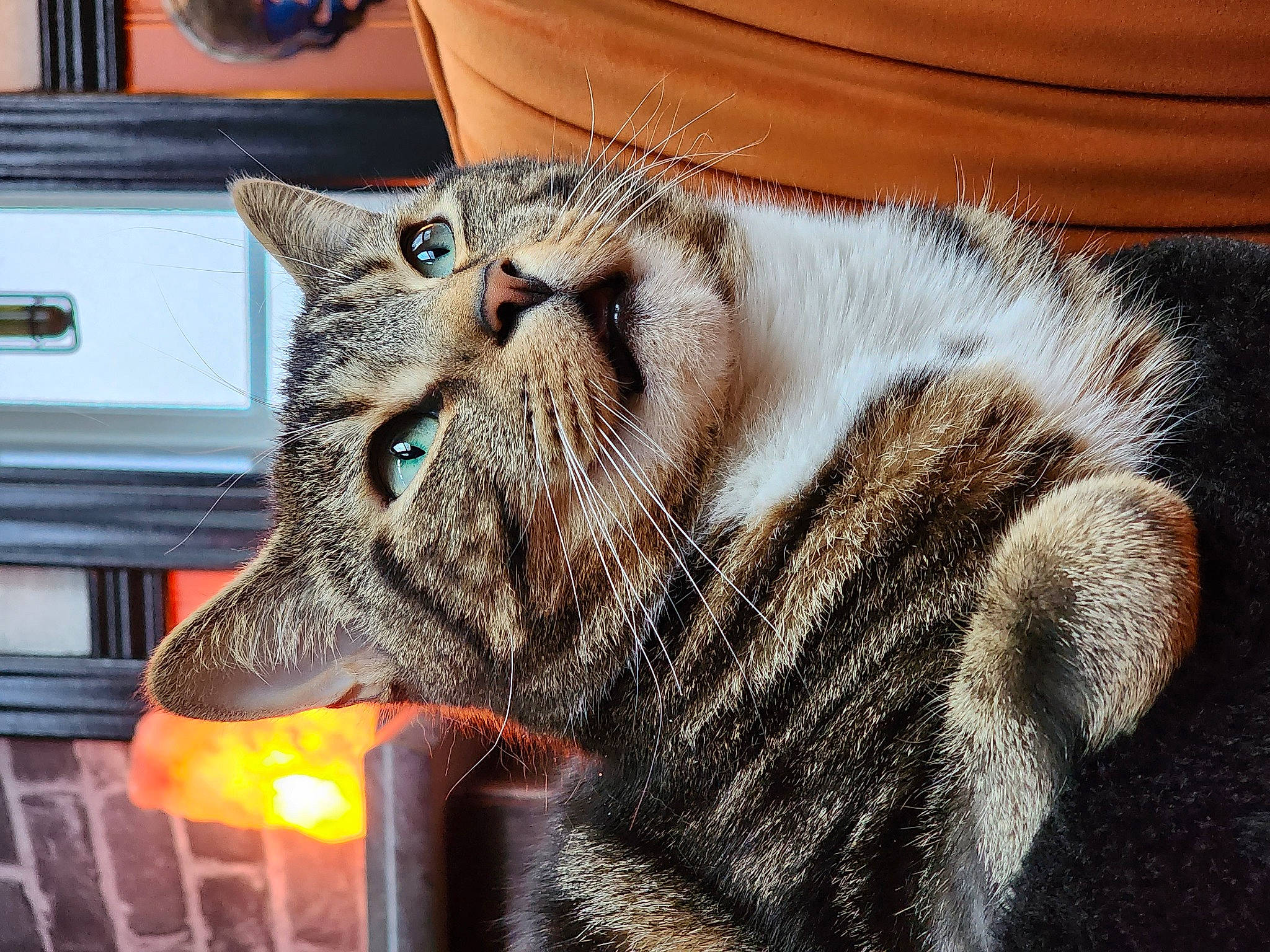 Leo is registered to the contest to win money with this photo: carnivore, cat, claw, close_up, domestic_short_haired_cat, felidae, fur, paw, small_to_medium_sized_cats, snout, tail, terrestrial_animal, whiskers, window