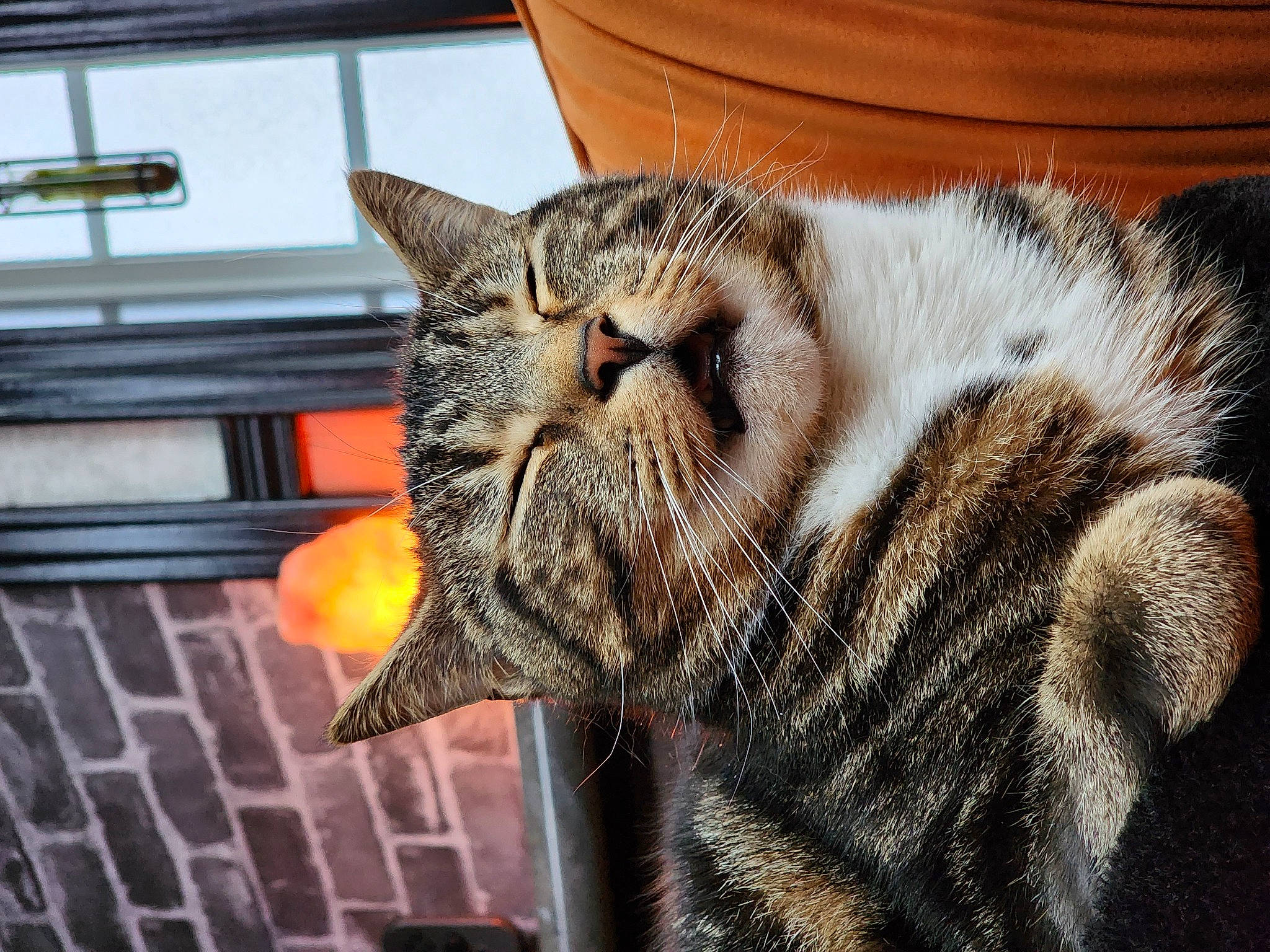 Leo is registered to the contest to win money with this photo: barrel, brick, carnivore, cat, claw, comfort, domestic_short_haired_cat, eye, felidae, fur, gas, nap, paw, small_to_medium_sized_cats, snout, tail, terrestrial_animal, whiskers, window, wood