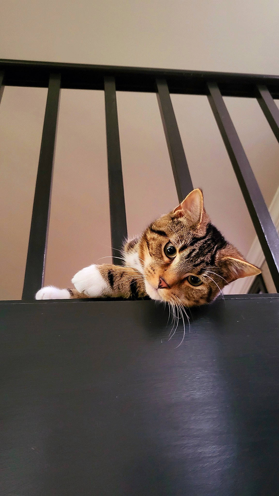 Leo joined the competition — help win amazing prizes! carnivore, cat, comfort, domestic_short_haired_cat, door, felidae, fur, paw, room, small_to_medium_sized_cats, tail, tree, whiskers, wildlife, window, wood