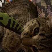 Forest is registered to the contest to win money with this photo: animal, cat, close_up, cozy, curious, cute, feline, fish_toy, indoor, orange_blanket, paw, pet, playful, relaxed, soft, striped, tabby_cat, toy, tunnel, whiskers