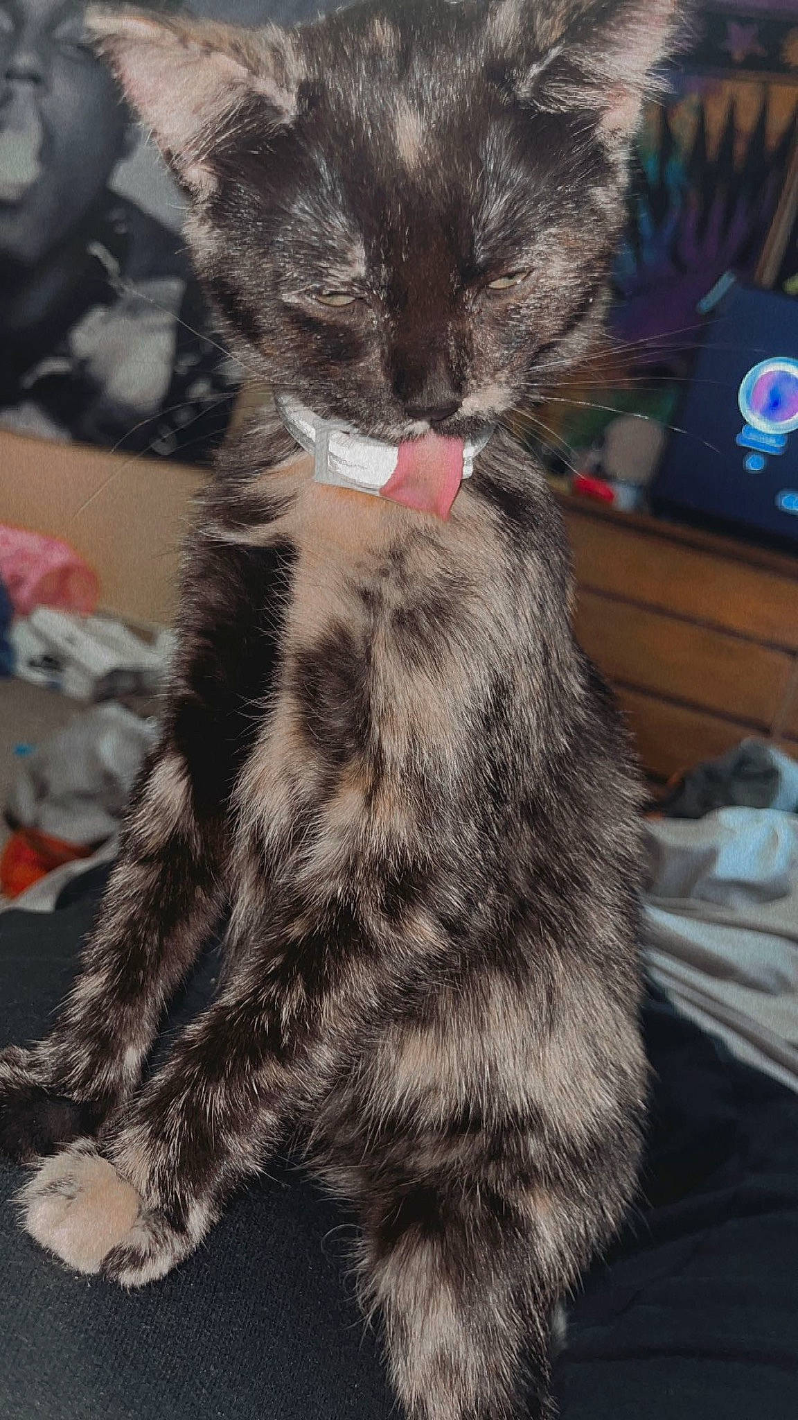 Sativa is registered to the contest to win money with this photo: black_cat, carnivore, cat, claw, domestic_short_haired_cat, ear, felidae, fur, paw, small_to_medium_sized_cats, snout, tail, terrestrial_animal, whiskers