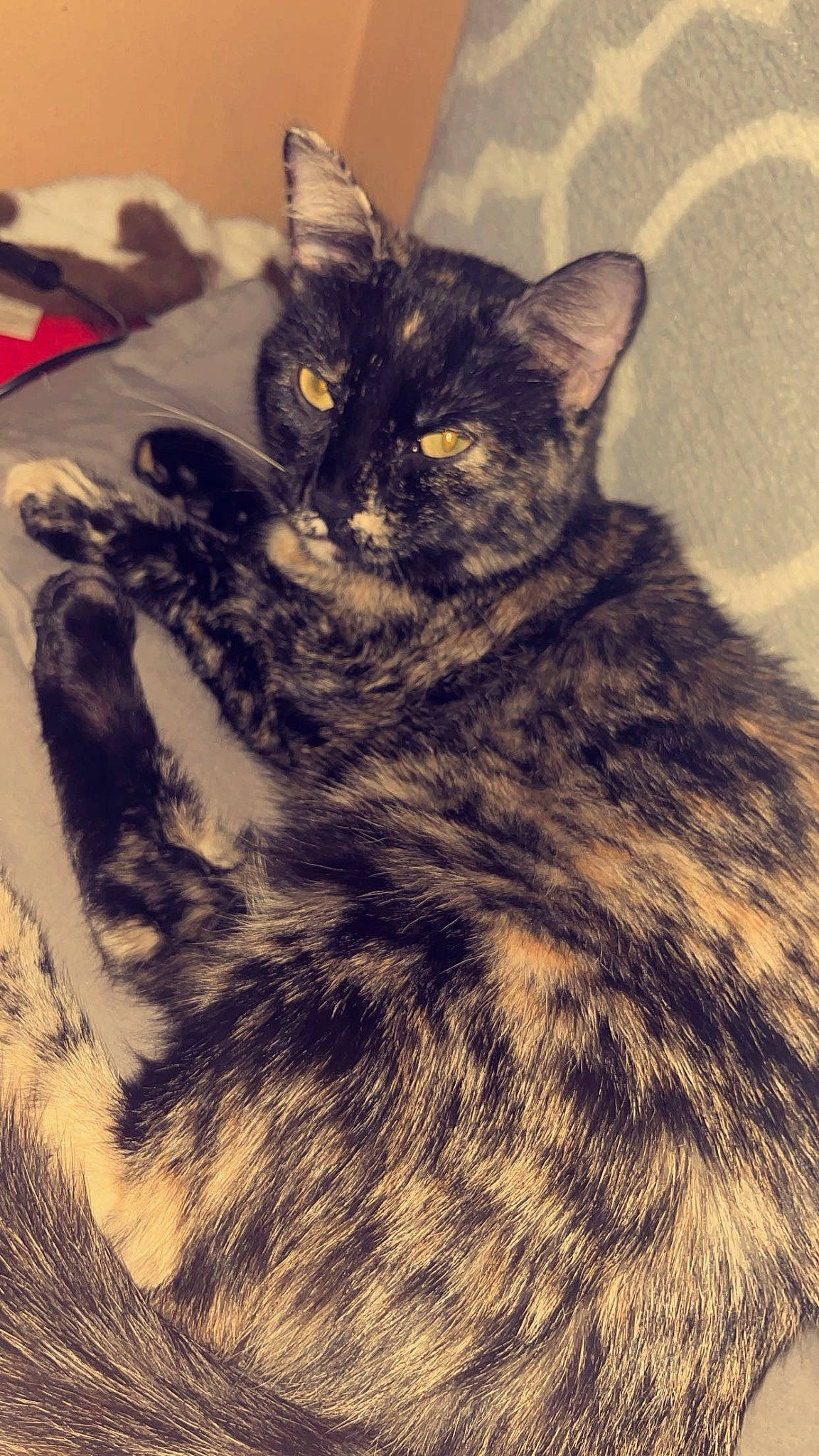 Sativa is registered to the contest to win money with this photo: black_cat, carnivore, cat, claw, domestic_short_haired_cat, eye, felidae, fur, iris, monochrome, monochrome_photography, paw, shadow, small_to_medium_sized_cats, snout, square, tail, visual_arts, whiskers