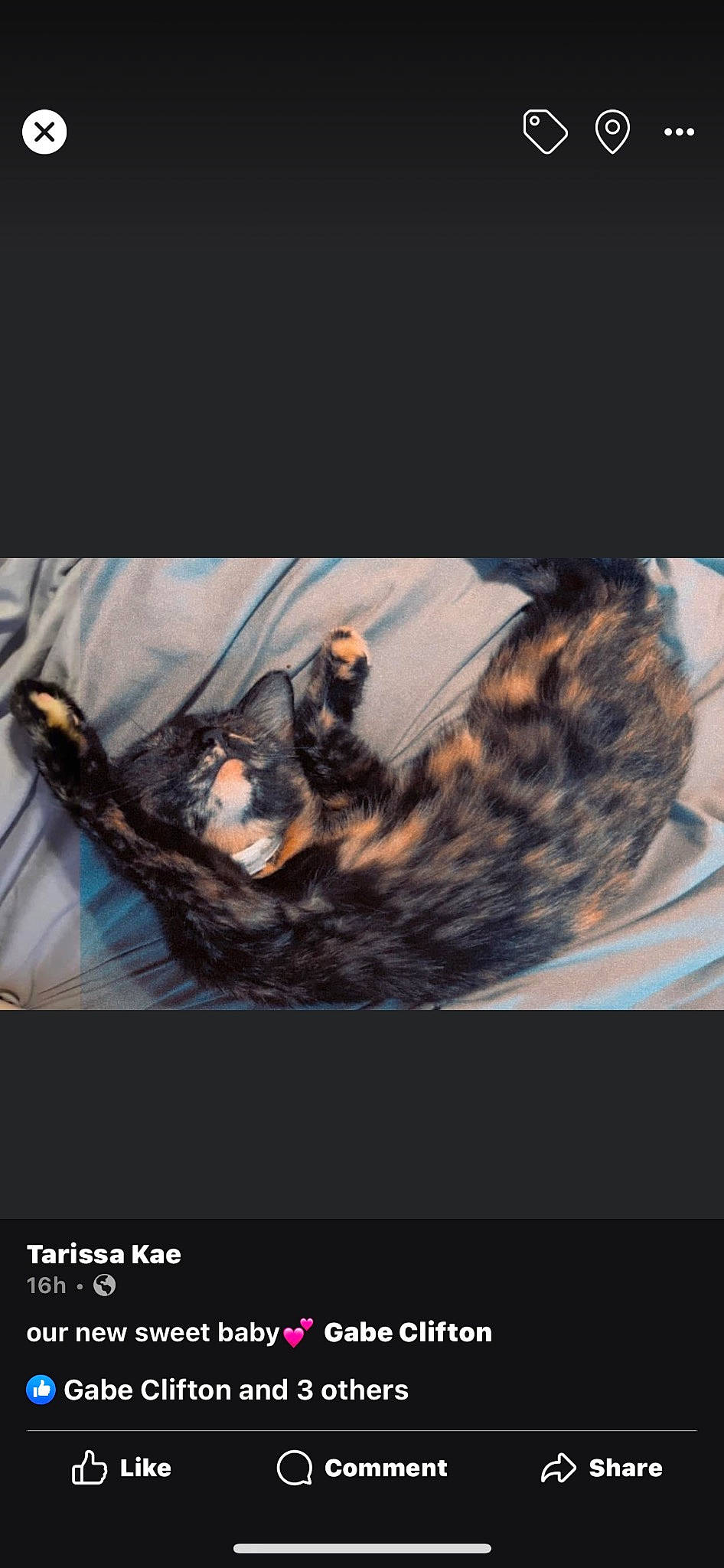 Sativa joined the competition — help win amazing prizes! art, automotive_tire, carnivore, cg_artwork, darkness, felidae, flash_photography, font, fur, graphics, photo_caption, recreation, rock, small_to_medium_sized_cats, still_life_photography, tail, vertebrate, visual_arts, whiskers, wildlife