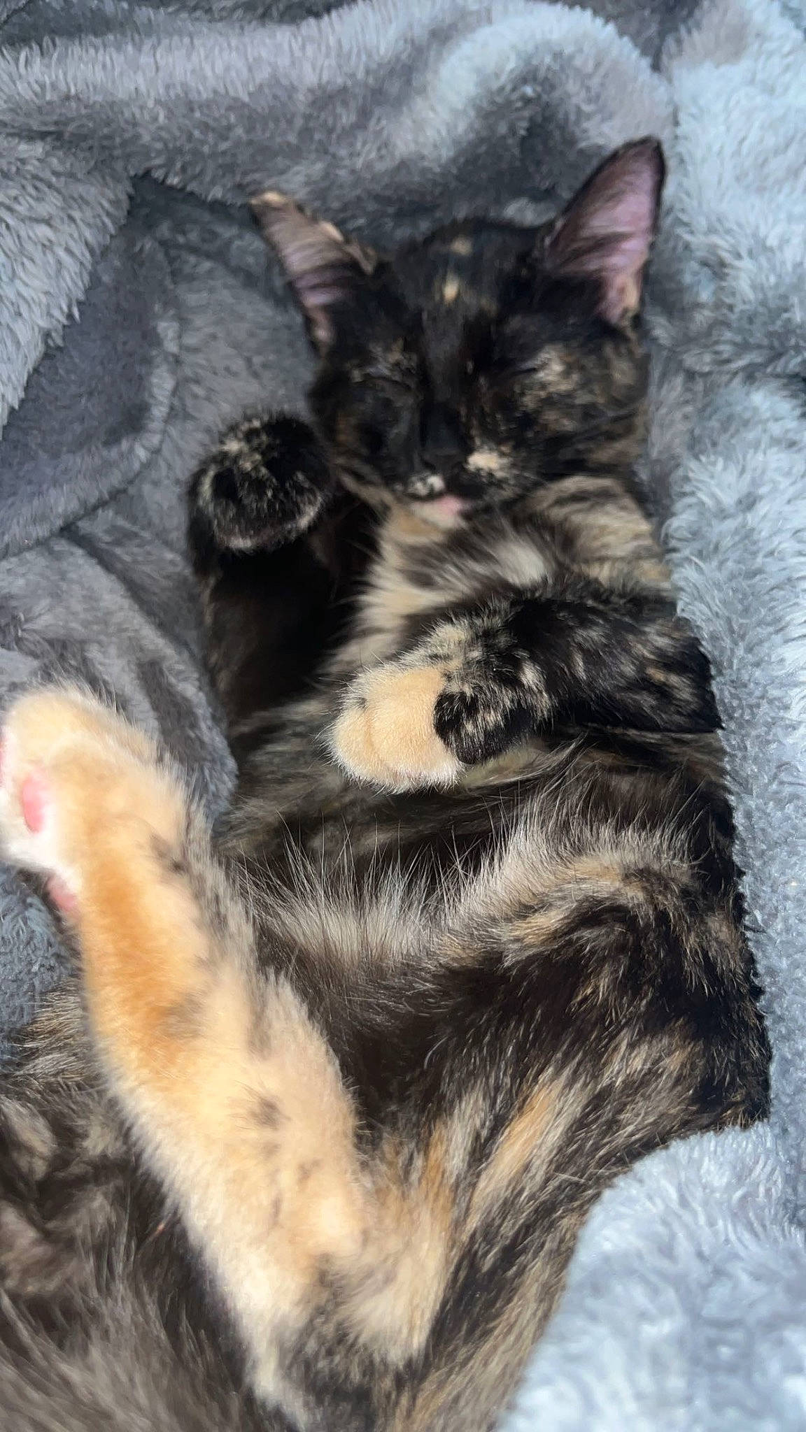 Sativa joined the competition — help win amazing prizes! canidae, carnivore, cat, claw, comfort, dog_breed, domestic_short_haired_cat, felidae, fur, paw, small_to_medium_sized_cats, snout, tail, terrestrial_animal, whiskers