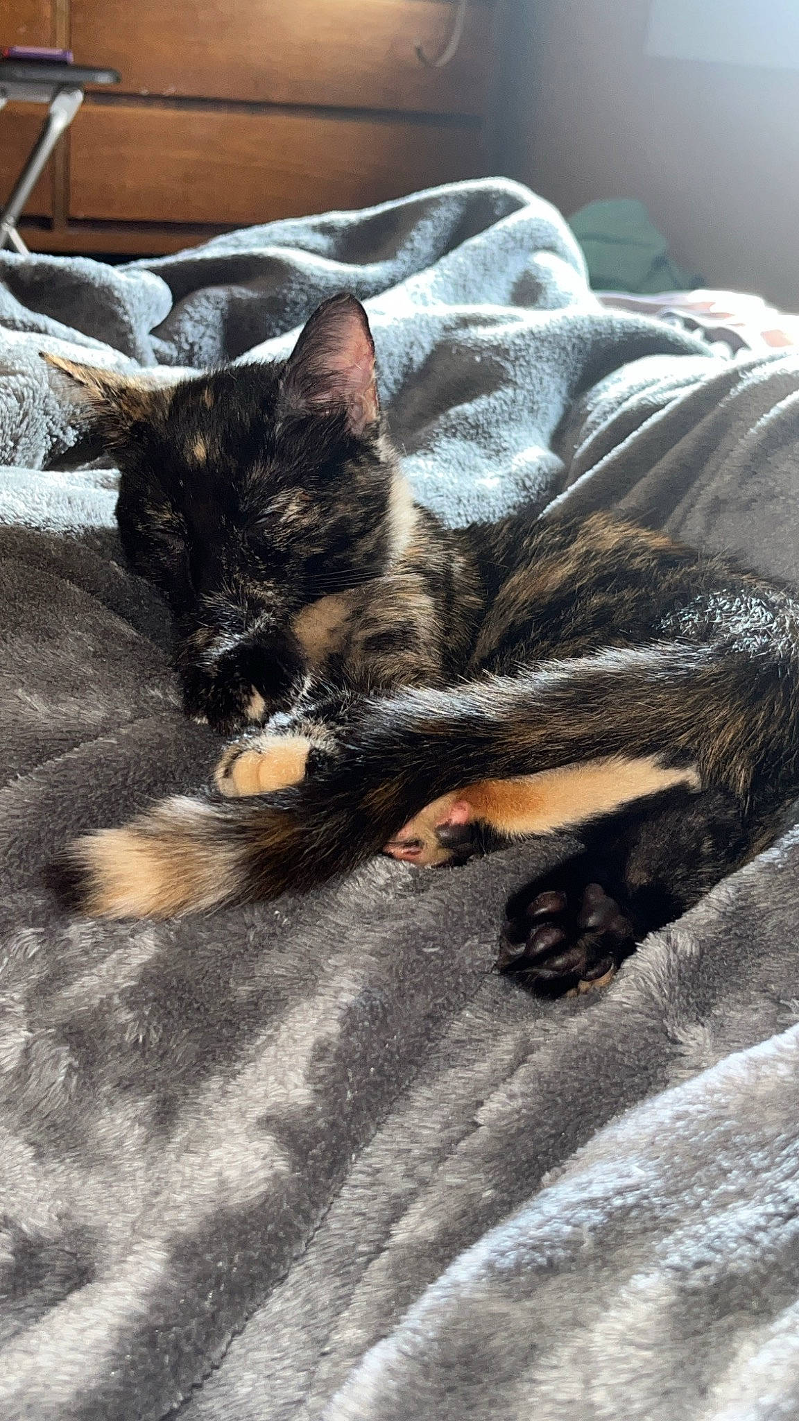 Sativa is registered to the contest to win money with this photo: canidae, carnivore, cat, claw, comfort, dog_breed, domestic_short_haired_cat, felidae, fur, grass, grey, paw, sand, small_to_medium_sized_cats, snout, sporting_group, tail, terrestrial_animal, whiskers, wood