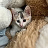Chipie participe au concours pour gagner de l'argent avec cette photo : kitten, cat, animal, pet, cute, furry, soft, blanket, stuffed_animal, cozy, indoor, closeup, whiskers, ears, fur, resting, young, curious, sleepy, comfort