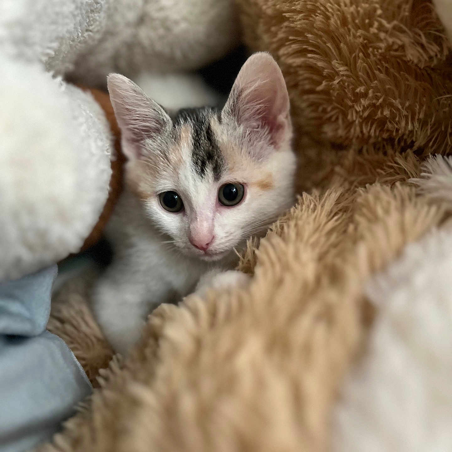 Chipie participe au concours pour gagner de l'argent avec cette photo : kitten, cat, animal, pet, cute, furry, soft, blanket, stuffed_animal, cozy, indoor, closeup, whiskers, ears, fur, resting, young, curious, sleepy, comfort