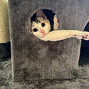 Chipie participe au concours pour gagner de l'argent avec cette photo : cat, cat_tree, paw, curious, white_cat, black_spots, indoor, cozy, carpet, window, greenery, pet, feline, playful, animal, household, cute, stretching, fur, kitten