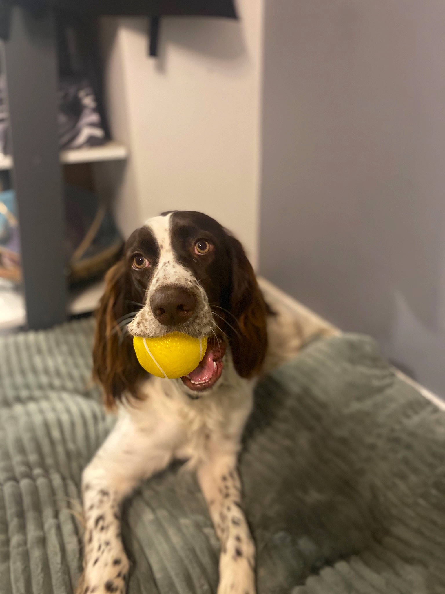 Nicki a rejoint le concours — aidez-le/la à gagner de superbes lots ! braque_dauvergne, canidae, carnivore, dog, dog_breed, drentse_patrijshond, english_cocker_spaniel, english_springer_spaniel, french_spaniel, german_longhaired_pointer, german_spaniel, hunting_dog, mammal, rare_breed_dog, russian_spaniel, small_munsterlander, snout, spaniel, sporting_group, vertebrate