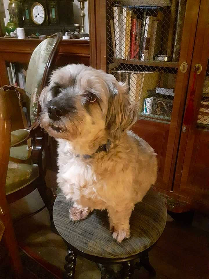 Ringo a rejoint le concours — aidez-le/la à gagner de superbes lots ! bookcase, canidae, carnivore, chair, companion_dog, dog, dog_breed, fawn, fur, hardwood, liver, shelf, shelving, small_terrier, snout, sporting_group, terrier, toy_dog, wood, working_animal