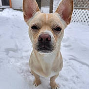 Rocco joined the competition — help win amazing prizes! animal, background, canine, closeup, cold, curious, daylight, dog, ears, expression, fence, fur, house, nose, outdoor, pet, portrait, snow, standing, winter
