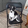Ace joined the competition — help win amazing prizes! dog, black_and_white, folding_chair, kitchen, flooring, cabinet, pet, animal, indoor, curious, sitting, ears_up, small_dog, tail, wood_floor, household, domestic, canine, furniture, appliance