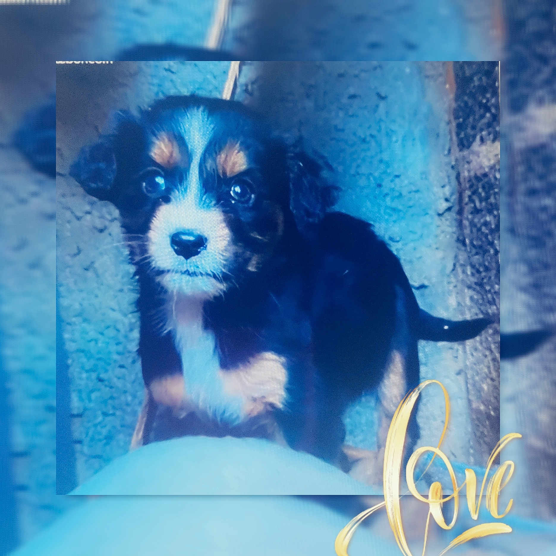 Puppy