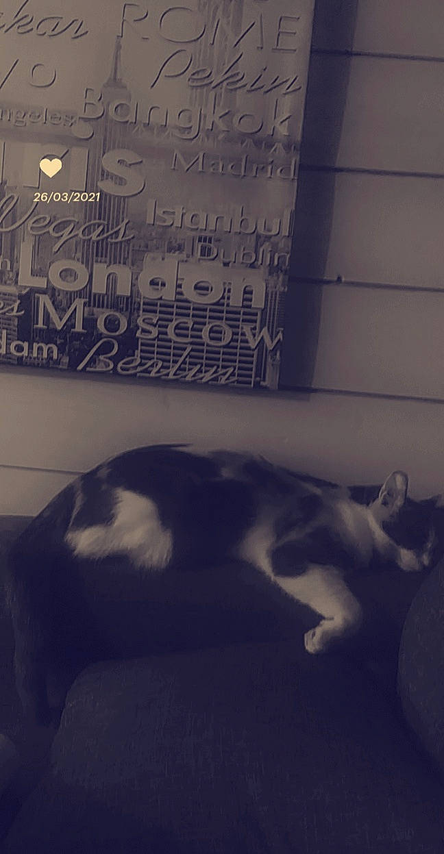 Zimba participe au concours pour gagner de l'argent avec cette photo : carnivore, cat, cloud, comfort, companion_dog, dog_breed, felidae, flooring, font, grey, monochrome, monochrome_photography, room, sky, small_to_medium_sized_cats, snout, sporting_group, tail, tints_and_shades, whiskers