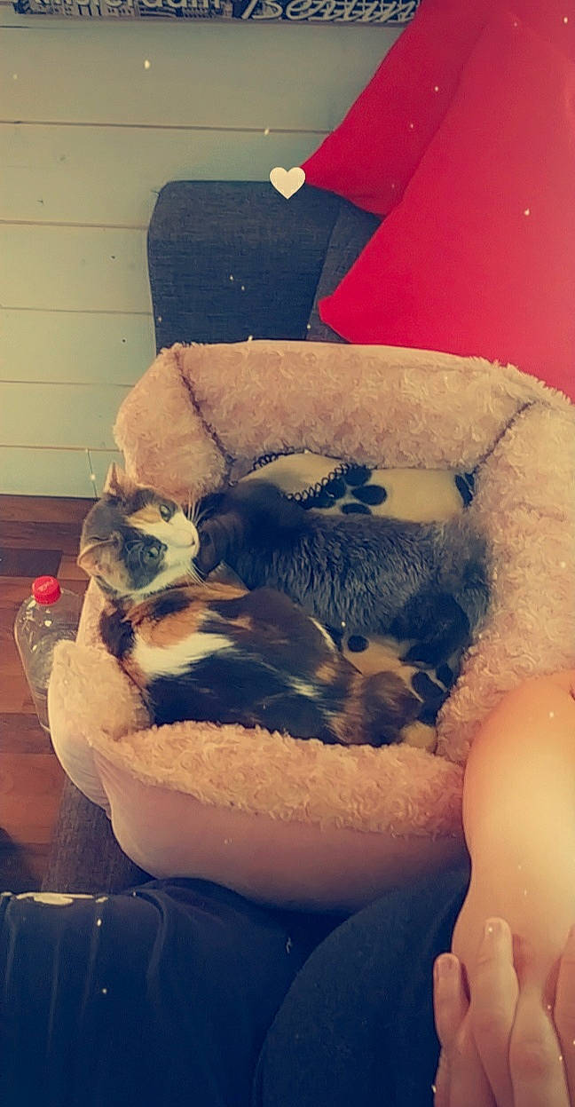 Zimba participe au concours pour gagner de l'argent avec cette photo : abdomen, carnivore, cat, cloud, comfort, companion_dog, dog_breed, fawn, felidae, fur, human_leg, interaction, jaw, paw, small_to_medium_sized_cats, snout, tail, toy, trunk, whiskers