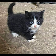 Chocolat a rejoint le concours — aidez-le/la à gagner de superbes lots ! kitten, cat, black_and_white, blue_eyes, fur, animal, pet, cute, small, young, whiskers, tail, floor, curious, standing, mammal, indoor, close_up, feline, adorable