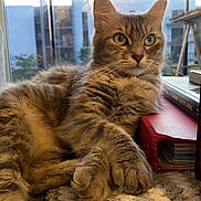 Epona a rejoint le concours — aidez-le/la à gagner de superbes lots ! animal, blanket, books, cat, comfortable, cozy, cute, domestic, feline, fur, home, indoors, laying, paw, pet, portrait, relaxed, resting, tabby, window