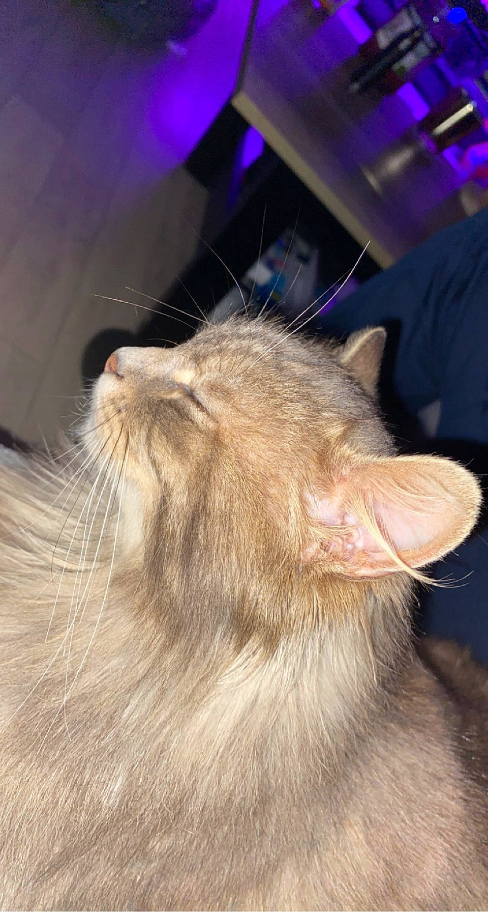 Epona Alias Moumoune participe au concours pour gagner de l'argent avec cette photo : carnivore, cat, claw, domestic_short_haired_cat, ear, fawn, felidae, fur, nap, paw, sleep, small_to_medium_sized_cats, snout, tail, terrestrial_animal, whiskers, wood